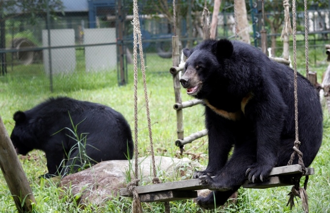 Vietnam vows to free 1,000 bears from brutal bile farms by 2020