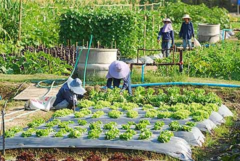 Commerce Ministry promotes organic farming