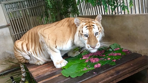 Chiang Mai Night Safari celebrates golden tiger's birthday