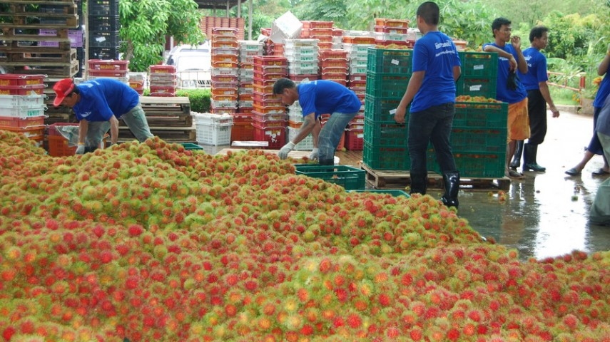 Cooperatives Promotion Dept details fruit management plan for crop output next month