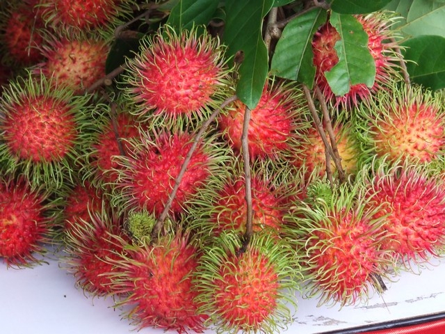 Kanchanaburi to register geographical indication of Thong Pha Phum Rambutan