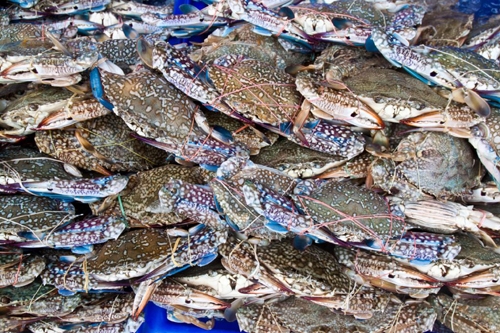 Govt saves blue crab population