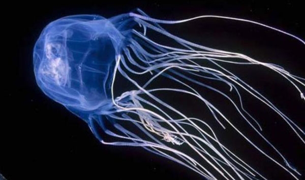 Tourists visiting Pha Ngan warned of box jellyfish