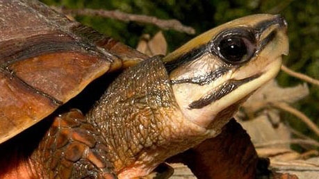 Three-striped box turtles a precious commodity in Vietnam