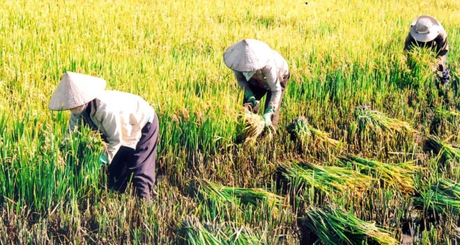 Rice farmers’ income drops by seven times in last 10 years