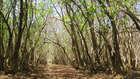 Discovering Ru Cha primeval mangrove forest