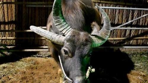 The three-horn buffalo in Ben Tre