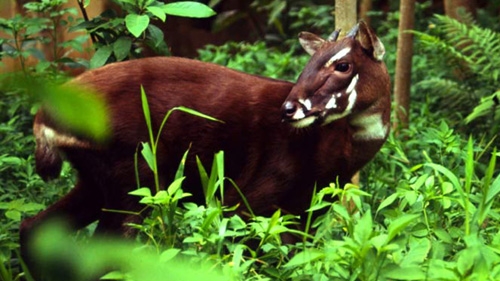 Rare saola in the lens