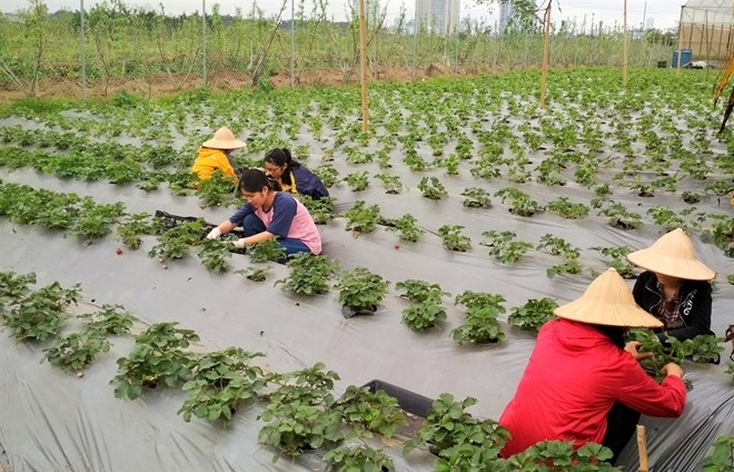 Strawberry farm in Hanoi - evidence of potential farm tourism