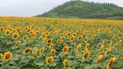 Sunflowers brighten up the lives of Vietnamese youths