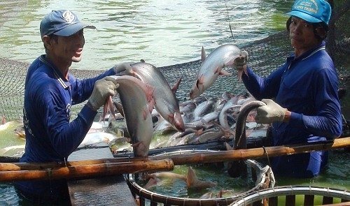 Vietnam catfish farmers indebted as demand from Chinese market drops