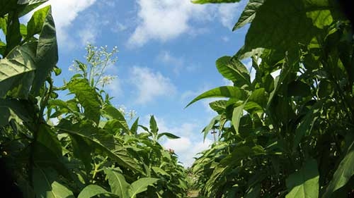 An old pipe-tobacco processing village in central Vietnam