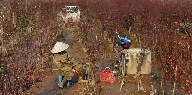 Vietnam’s top leaders to skip usual Lunar New Year visits