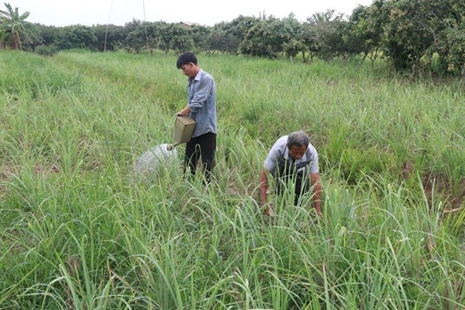 Tien Giang adopts new farming models amid climate change