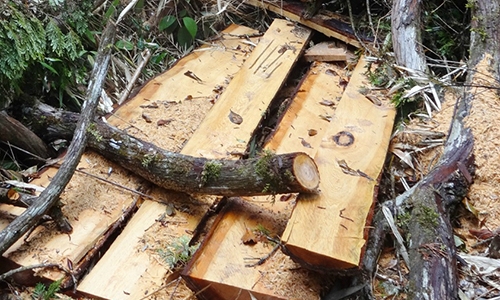 Timber poachers claim 934 ha of forest in nine months