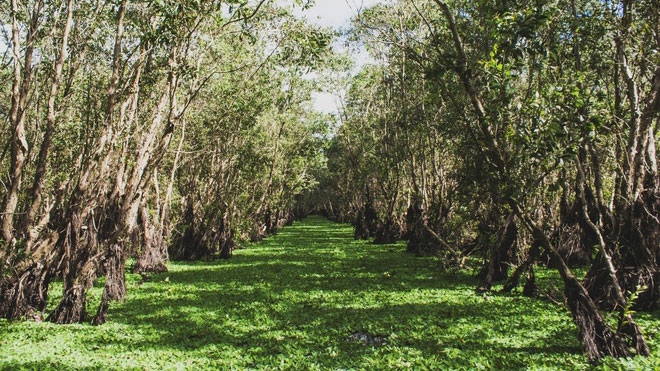 Impressive Tra Su melaleuca forest in high-water season