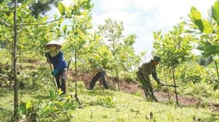 Forestry sector climbs sharply in first half