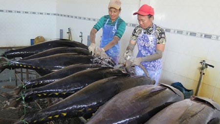 Tuna value chain project results disappoint