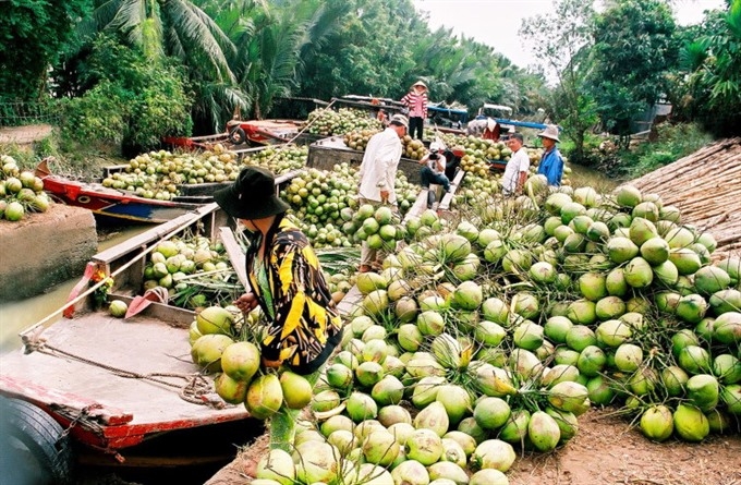 Coconut farming languishing