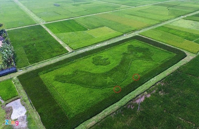 Vietnam map “drawn” on rice field in Nghe An