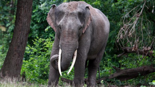 Tamed elephants in central Vietnam under permanent watch