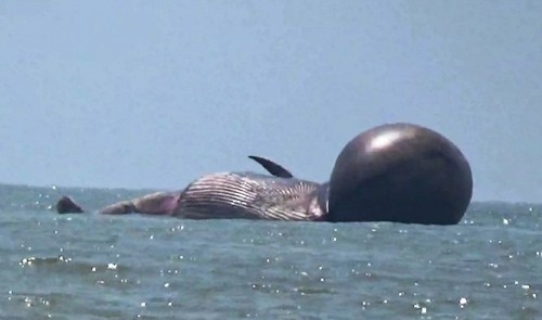 Whale found dead in north-central Vietnam