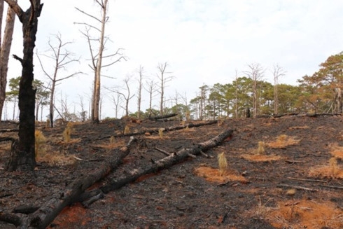 Greater Mekong, including Vietnam, losing forests at alarming rate