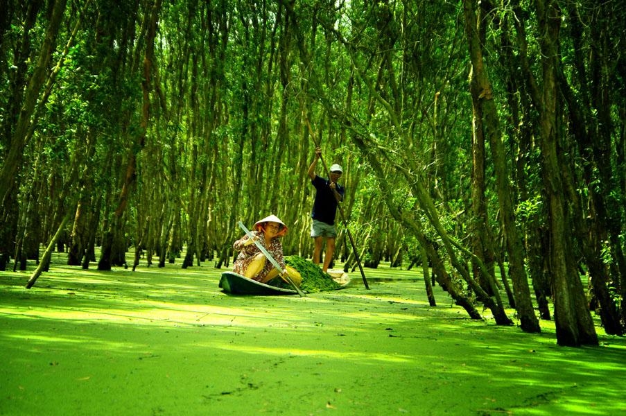 Eight forests suitable for nature enthusiasts in Vietnam