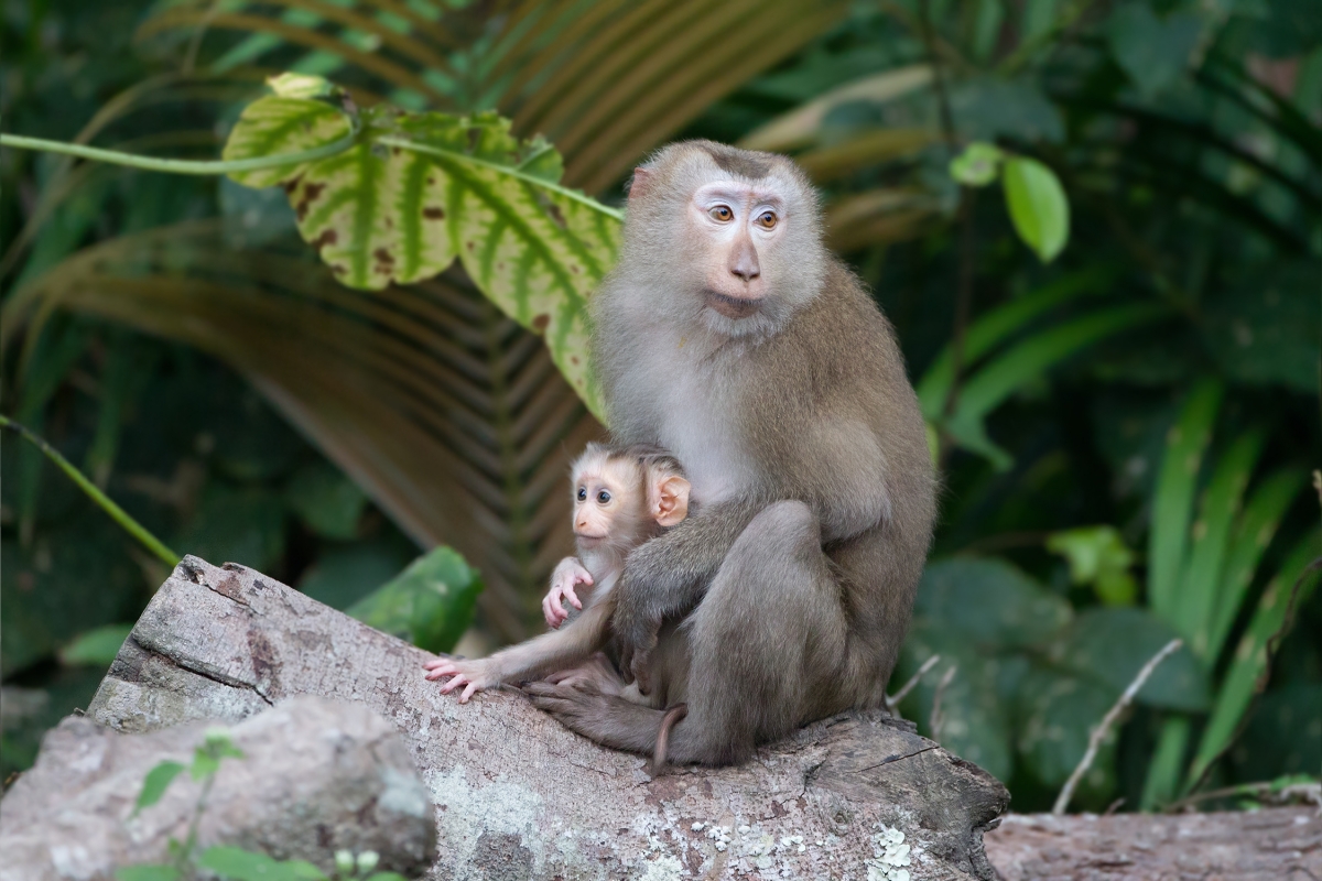 Man arrested with 21 protected monkeys in central Vietnam