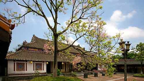 Buddha belly plant – the flower of Hue royal citadel