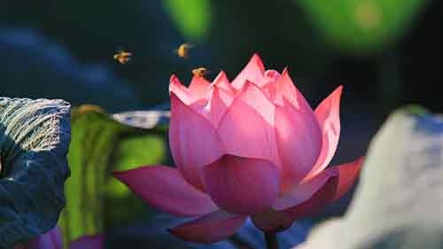 Lotus flowers in full bloom in Hanoi