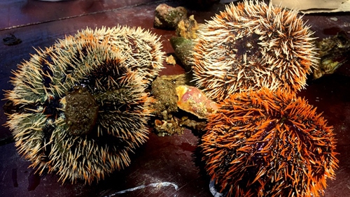 Eating sea urchins in Khanh Hoa