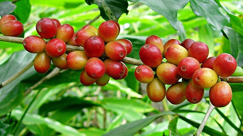 Who are Vietnamese coffee producers targeting?