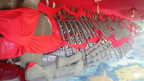 Vietnam firm reconstructs sacred whale’s 10-ton skeleton