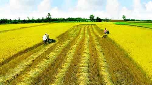 Agriculture abandoned by Vietnamese entrepreneurs