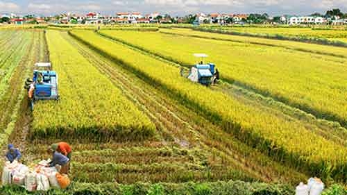 Agribusiness a fallow field