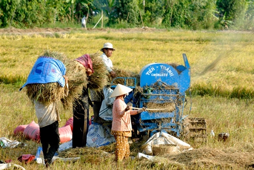 Mekong Delta finds it hard to attract FDI in agriculture