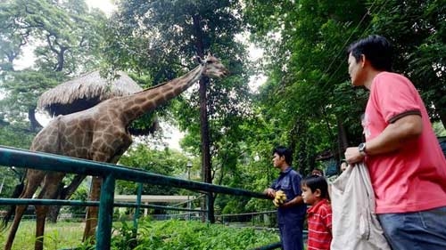 The "green forests" in the heart of Saigon