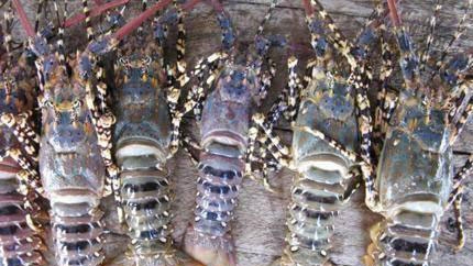 Aquatic products introduced in Australia