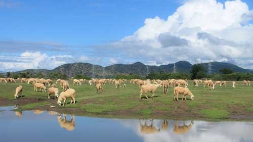 Enchanting beauty of Ninh Thuan, the land of sheep