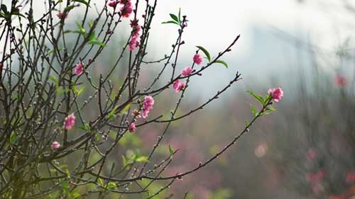 Peach trees bloom early at Nhat Tan flower village