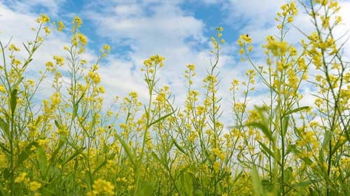 The magic of mustard fields in Hanoi