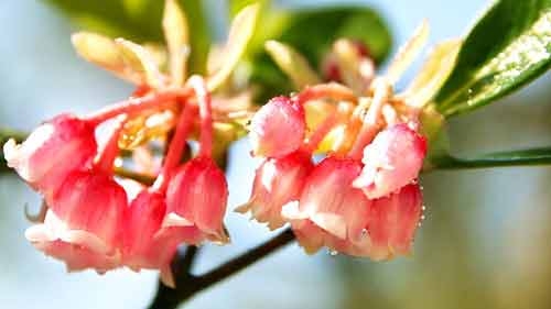 Bell-shaped peach blossoms on Ba Na Hills