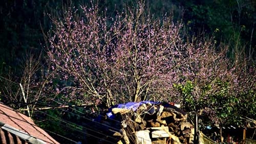Discover Vietnam: Peach blossoms of Son La Province