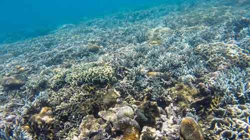 Fantasy world of corals at the seabed of Vinh Hy Bay