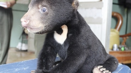 Bear cub saved, sent to Vietnam Bear Rescue Center