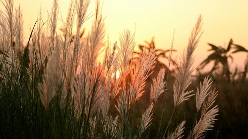 Blooming white reeds in Hanoi