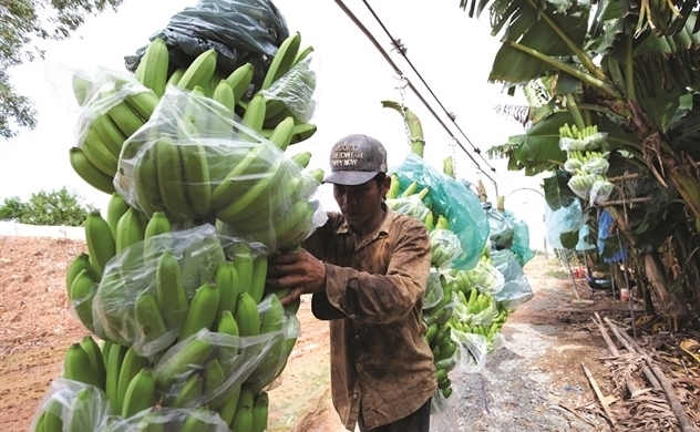 Vietnam's banana exports go up, join $17 billion glass bam market
