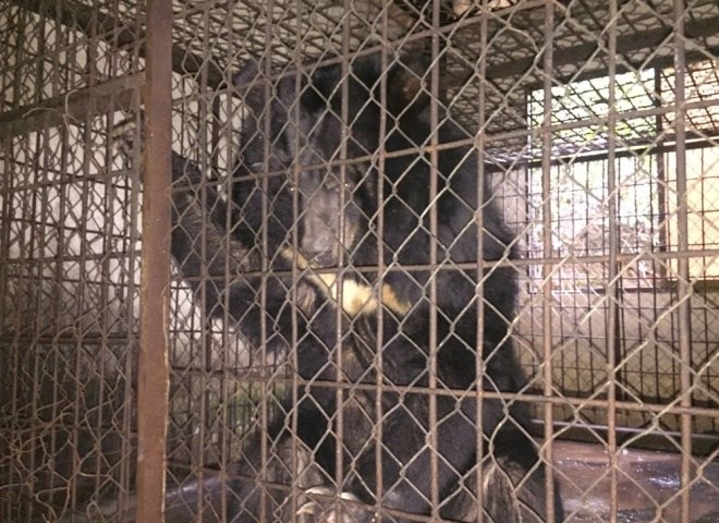 Moon bear rescued in Vietnam after being caged for over a decade