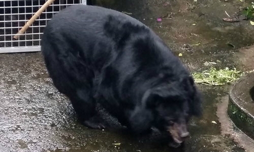 Two Asian black bears escape captivity in Vietnam after 18 years